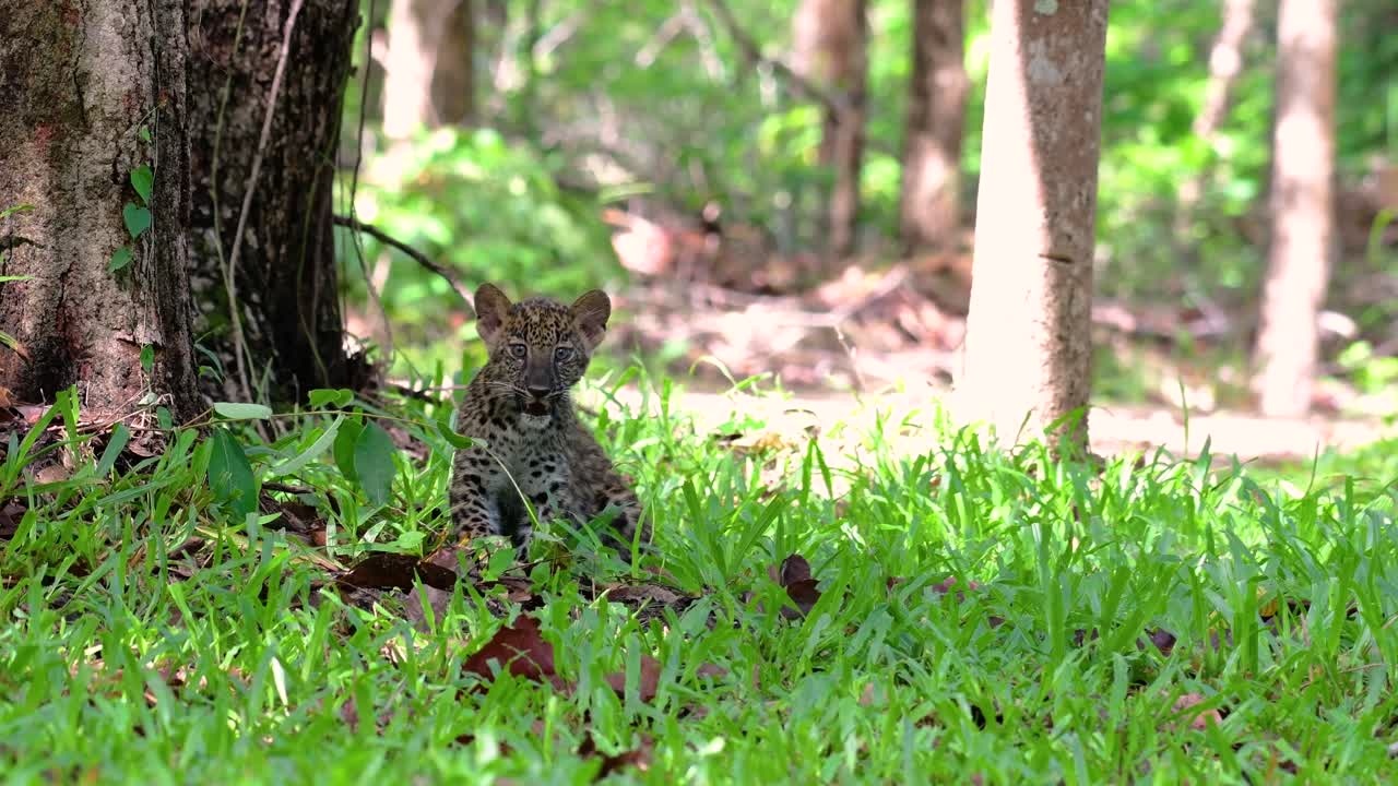 el leopardo de indochina es una especie vulnerable y uno de los grandes felinos de tailandia