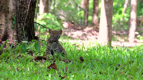 Der-Indochinesische-Leopard-Ist-Eine-Gefährdete-Art-Und-Eine-Der-Großen-Katzen-Thailands