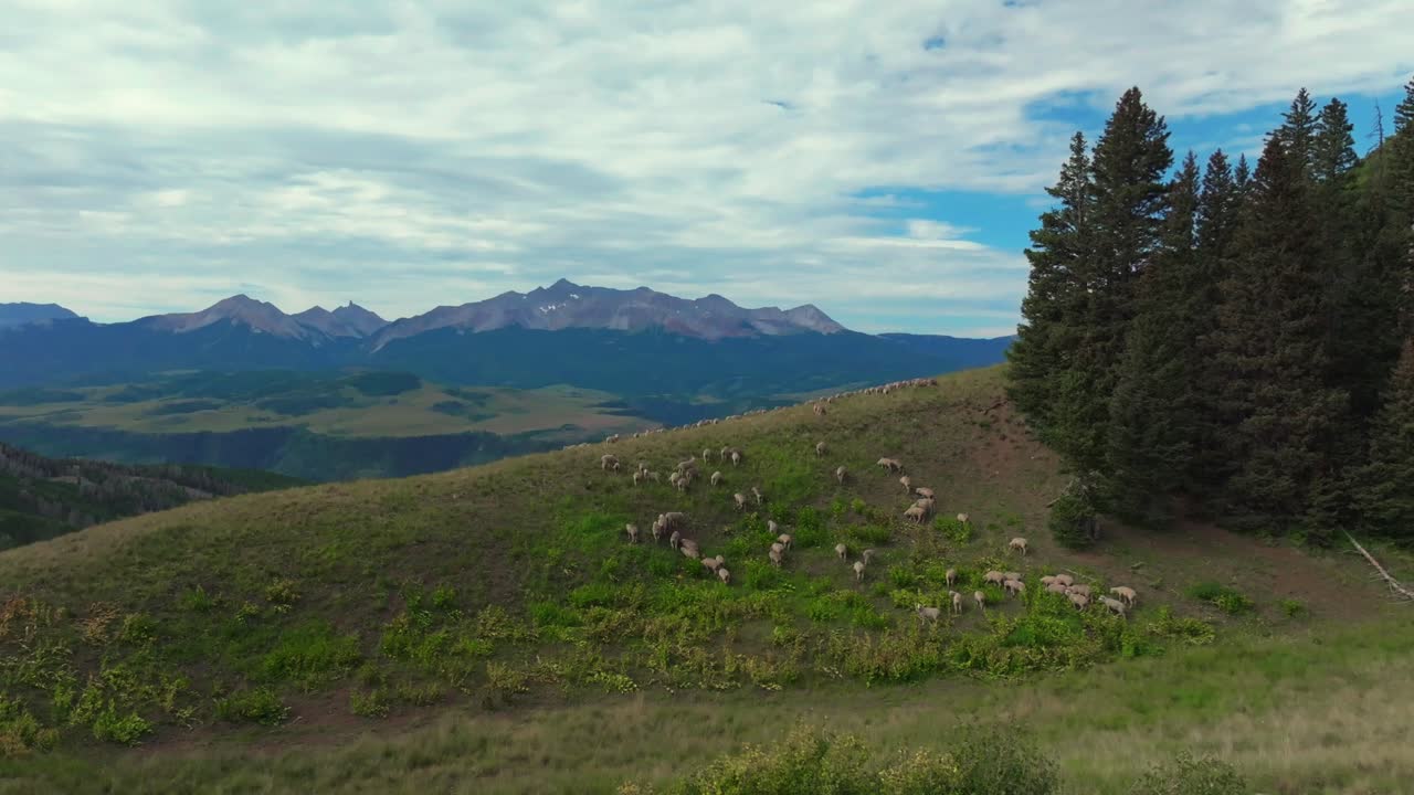 Telluride Colorado sheep herd farming ranchland parallax aerial drone summer Last Dollar Road Mount Sneffels Wilderness San Juan Rocky Mountains Range airport Uncompahgre Forest blue sky zoom in