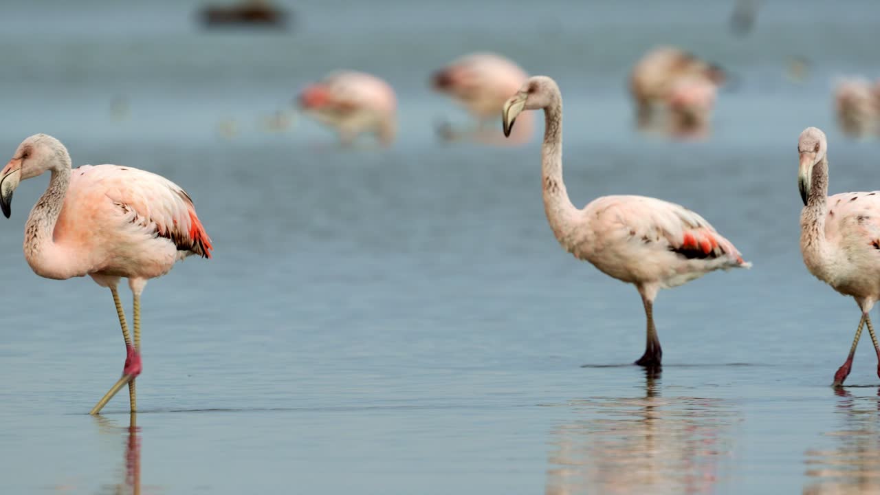 Premium stock video - Flock of flamingos in mar chiquita lake, ansenuza ...