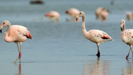 Bandada-De-Flamencos-En-El-Lago-Mar-Chiquita,-Parque-Nacional-Ansenuza,-Argentina