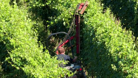 machine trimming vineyard in turin, italy