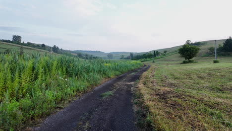 dirt road by a large green field at sunset