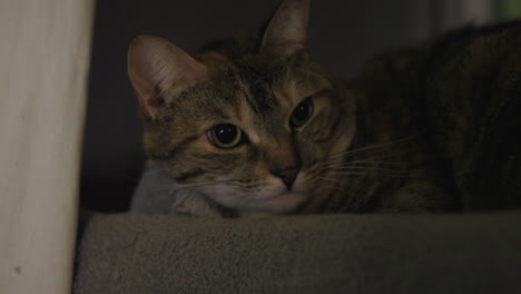 inquisitive cat blinks in slow motion, close-up