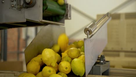 lemons flowing from machines, ready for packaging