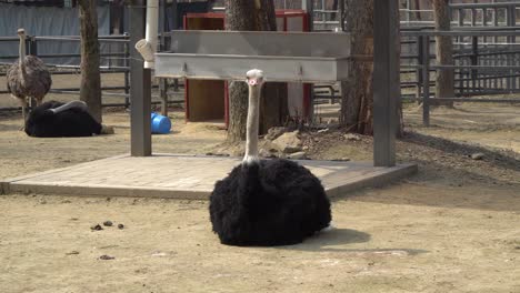 Avestruz-En-El-Parque-Zoológico-De-Seúl-En-Otoño