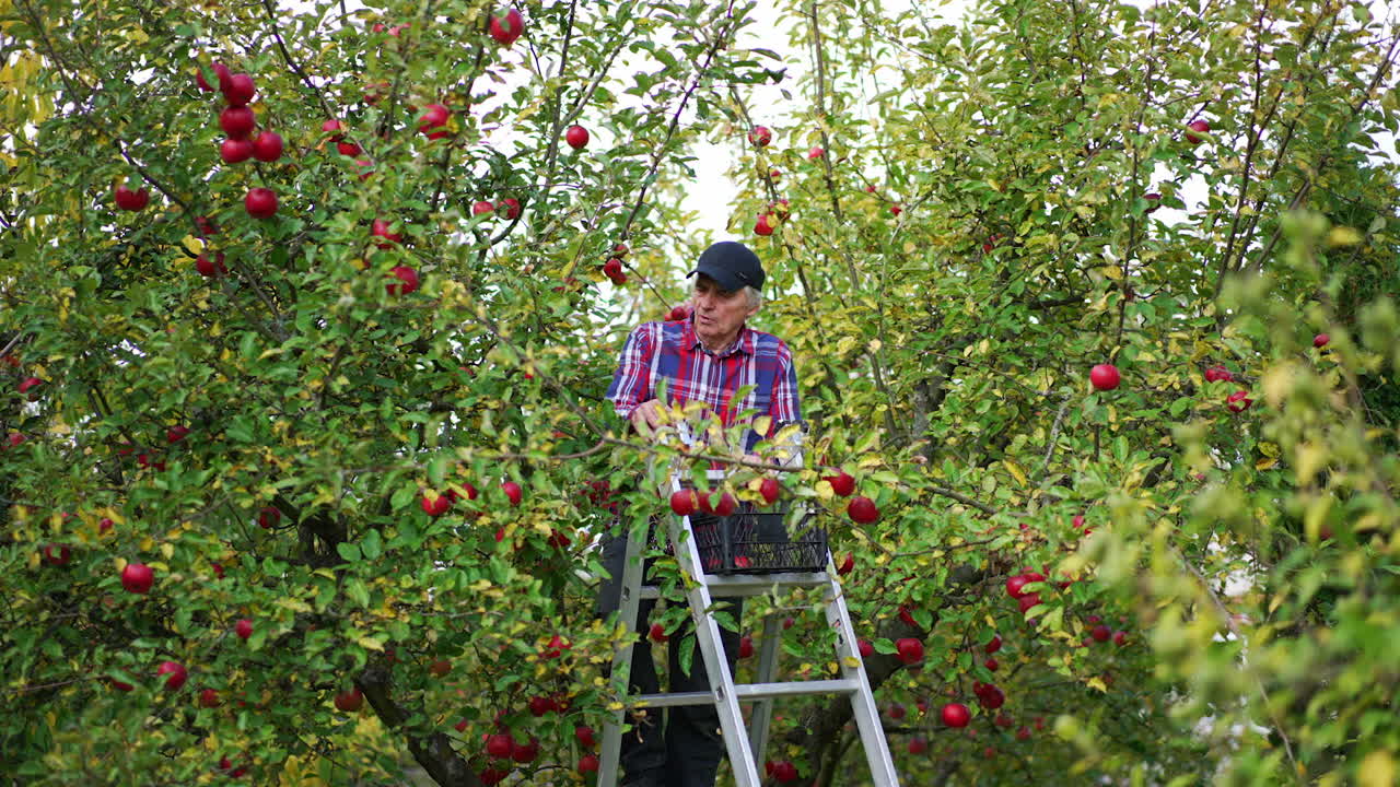 Old farmer standing on the step ladder and picks ripe apples. Man fills the box on the top of ladder with fruit.