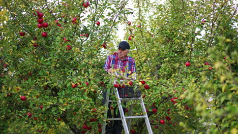 old farmer standing on the step ladder and picks ripe apples. man fills the box on the top of ladder with fruit.