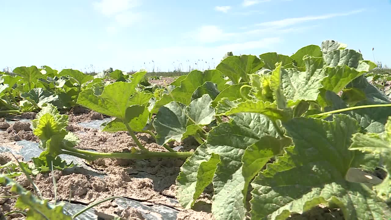 Melon Plants in a Field