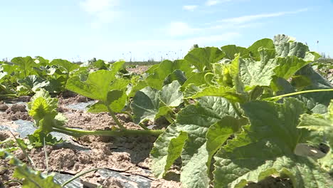 melon plants in a field