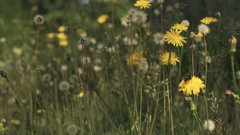 Biene-Sammelt-Nektar-Von-Gelber-Löwenzahn-Wildblumenwiese,-In-Einer-Sanften-Brise