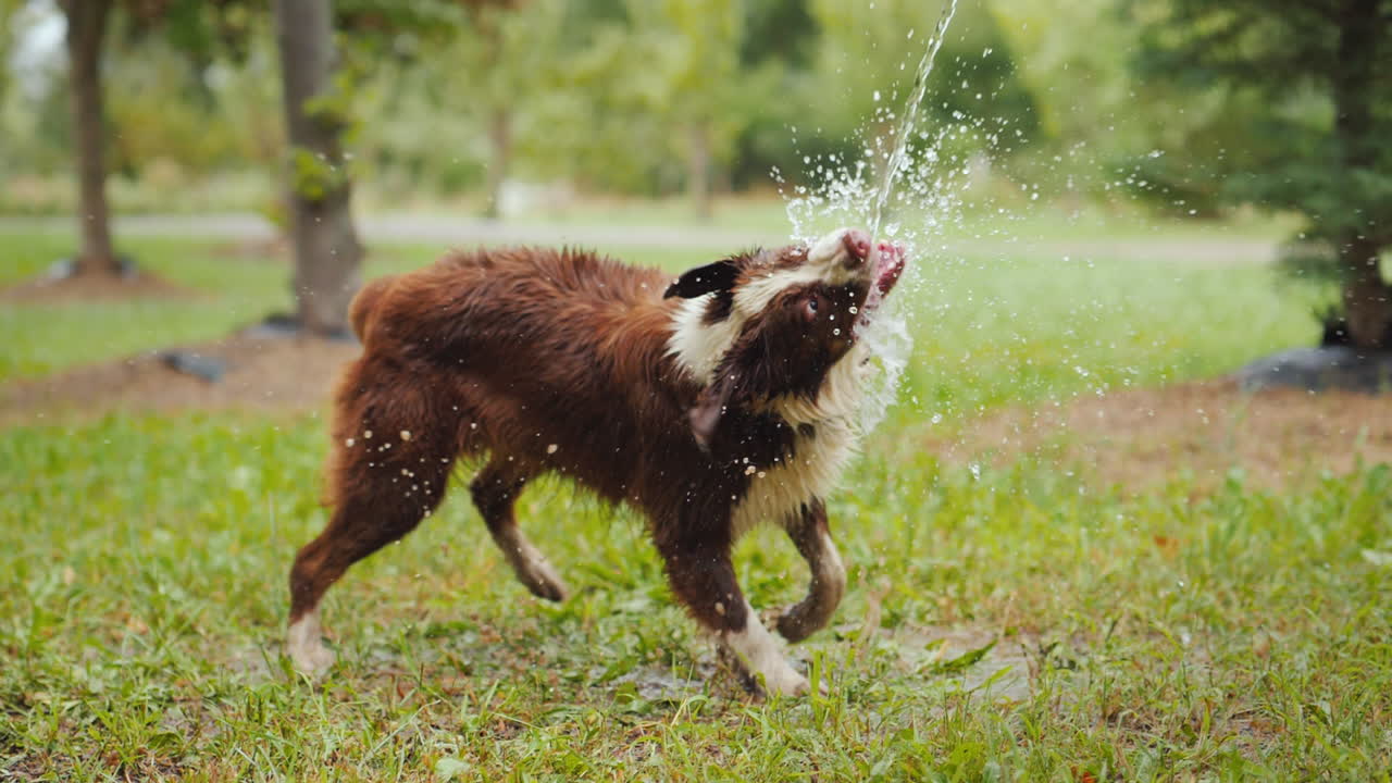 un gran pastor bebe ansiosamente agua de una manguera en el patio de una cabaña privada