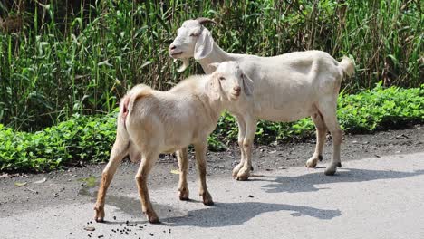 two goats walking together on a sunny day