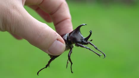 los dedos sostienen un gran escarabajo rinoceronte, xylotrupes australicus