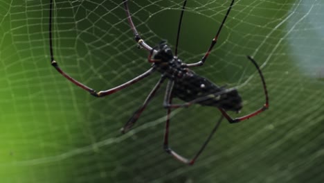 araña de tela de orbe dorado tejiendo la red y exhibiendo habilidades a medida que sube con hilo de araña en un clip de video de 30 fps, fondo verde suave y luz natural