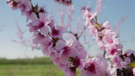 close up shot pink cherry tree petals swing in the light wind against clear blue sky