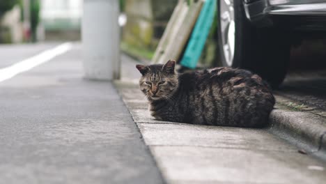 black striped cat lying on the street and feeling sleepy at daytime in tokyo, japan