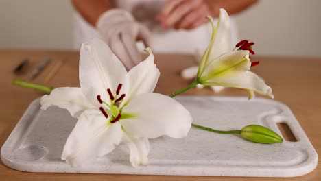 a person in gloves examines a lily on a tray in a lab environment with soft lighting
