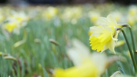 sliding gimbal shot of daffodil flowers in bloom