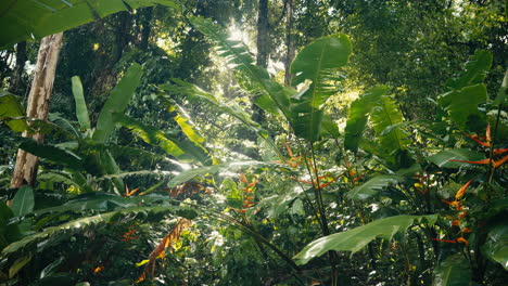 lush tropical jungle with vibrant green foliage