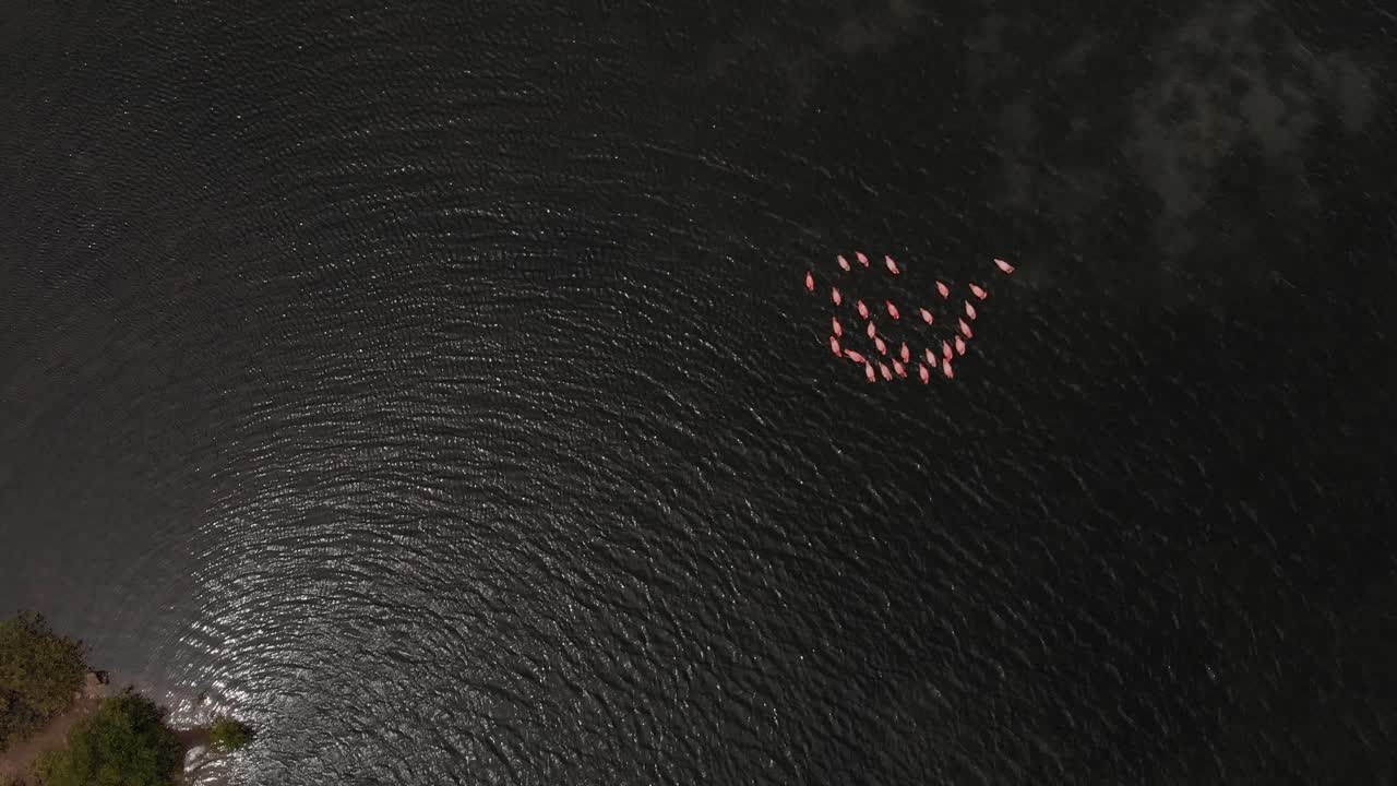 솔트 레이크를 헤엄치는 플라밍고 떼의 공중 전망