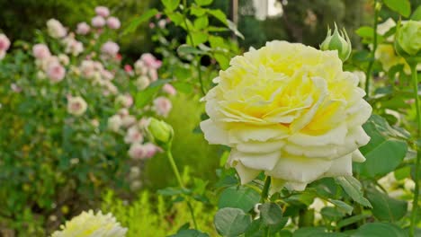 a vibrant yellow rose with abundant petals stands prominently in a garden, with blurred pink and yellow roses in the background.