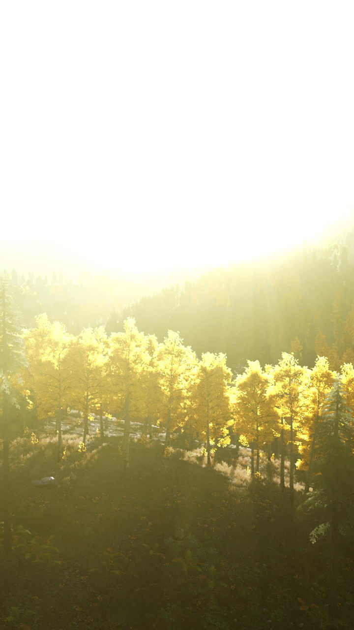 아침 안개에 황금의 숲