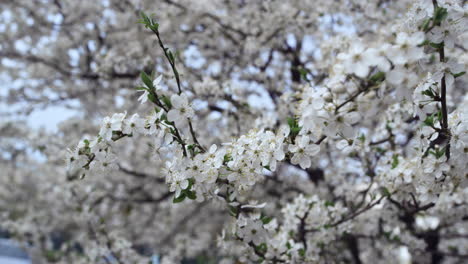 branches of cherry trees in low view. white flowers swaying of cold wind.