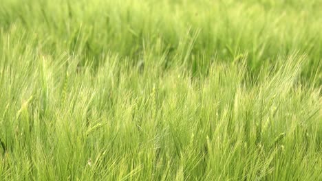 green unripe barley crops in cultivated field