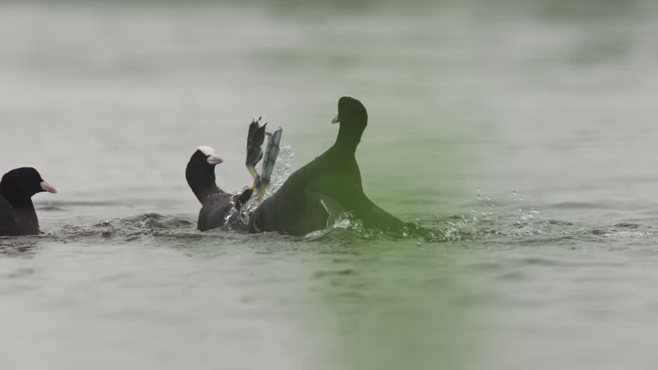 Two coots Fulica atra have territorial fight with kicking legs, closeup