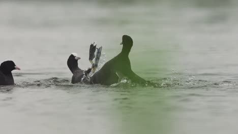 Two-coots-Fulica-atra-have-territorial-fight-with-kicking-legs,-closeup