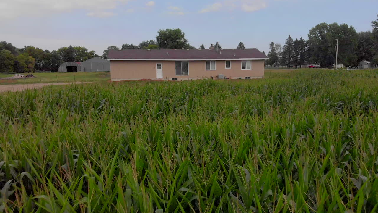 movimiento hacia adelante drone aéreo tiro de la casa de la granja con maíz día 4k