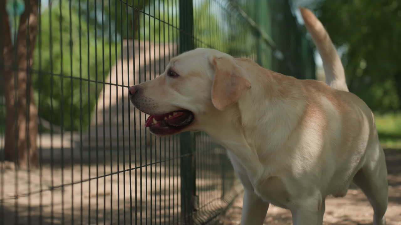 울타리 옆 강아지, 햇빛 아래 울타리에 기대어 쉬고 있는 래브라도, 공원에서 금속 메시망 근처에서 신나 하는 장난기 넘치는 강아지, 꼬리를 흔들고 밝은 눈으로 야외에서 방문객 옆에 있는 즐거운 래브라도