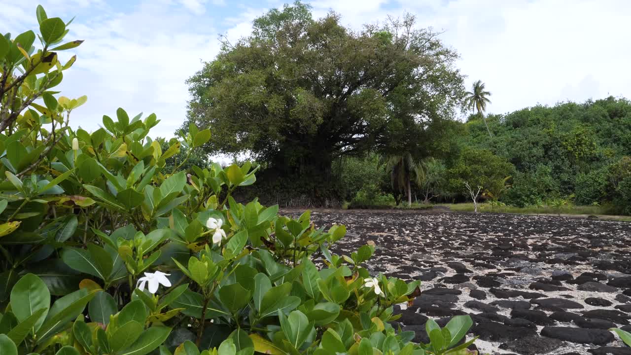 Sacred place of Taputapuatea Marae, Raiatea, Society Islands, French Polynesia.UNESCO World Heritage Sites