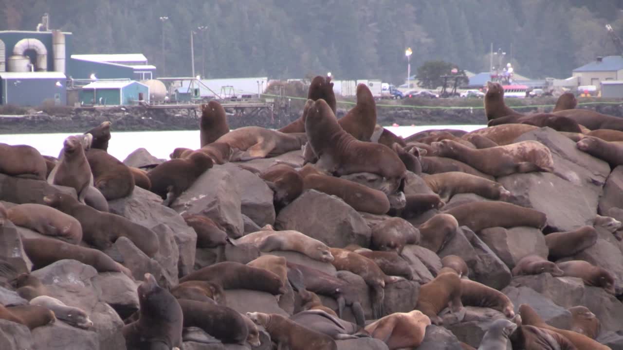 부두 3에 바다 사자 라운지