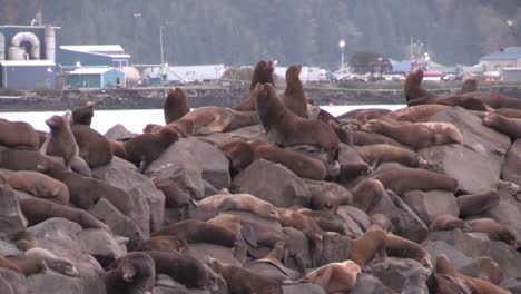 Sea-lions-lounge-on-a-pier-3