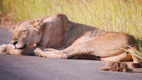 Lioness-sleeping-on-asphalt-savannah-road-next-to-pile-of-poo