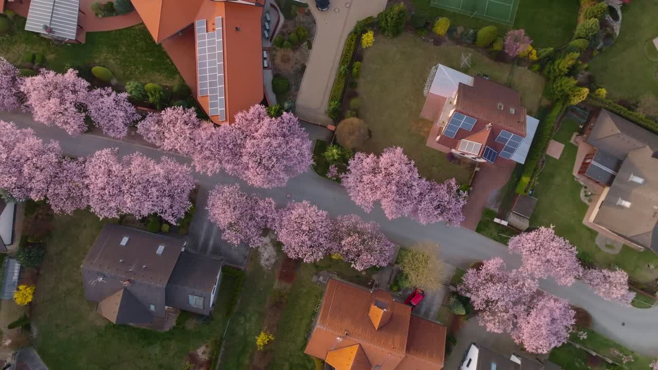 Road lined with pink tree blossoms. Suburban neighborhood of houses. Drone view from a bird's eye view. Svitavy city in the Czech Republic