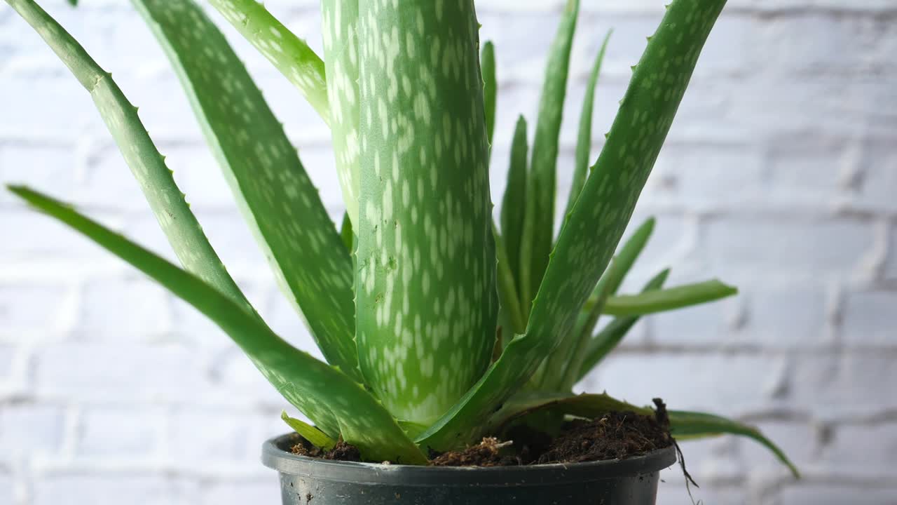 비에 있는 알로에 베라 식물