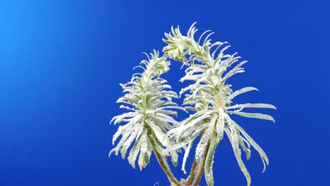 moving around exotic plant covered in snow - bluescreen for compositing