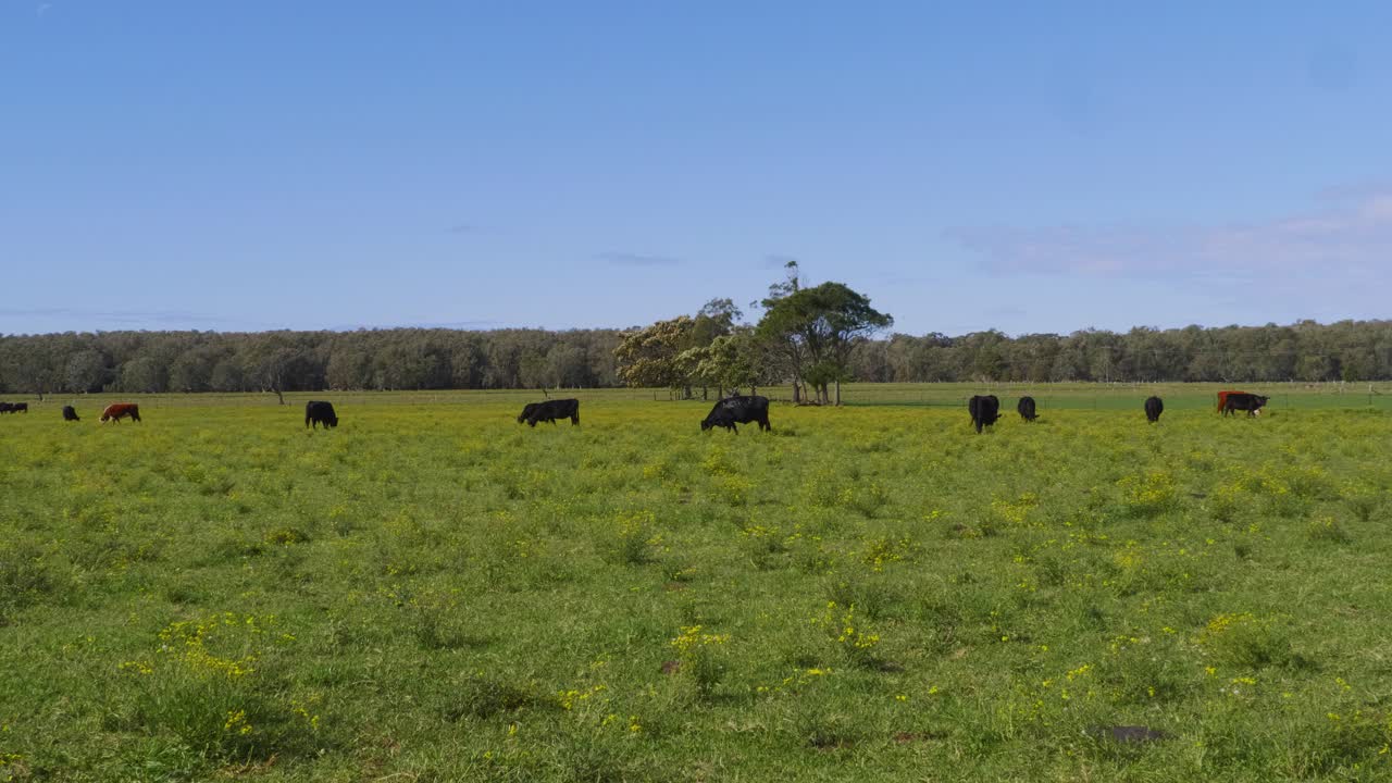 Prado Verde Exuberante Com Rebanho De Vacas Pastando - Campo de Crescent Head - Sydney, NSW, Austrália