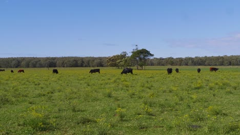 lush green meadow with herd of grazing cows - crescent head countryside - sydney, nsw, australia