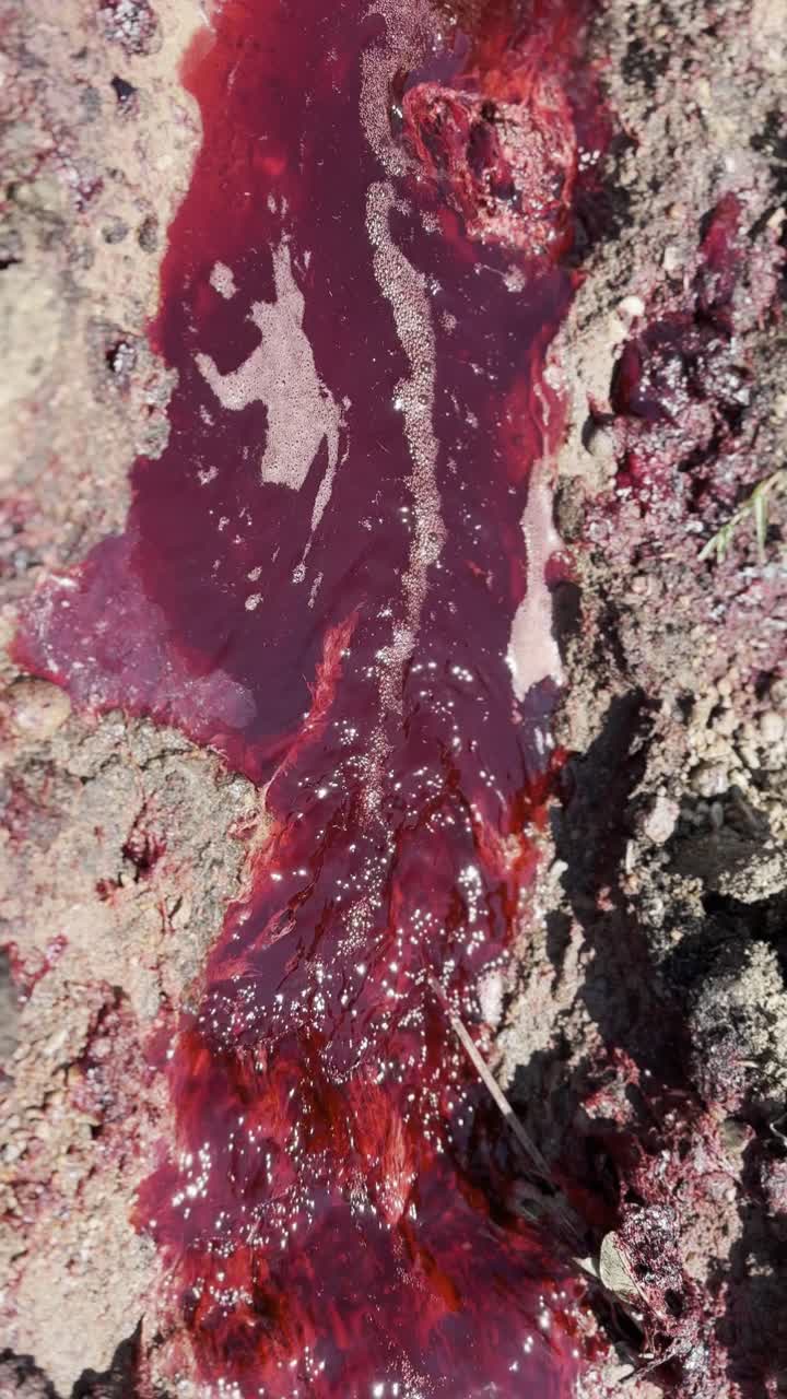 sangre agua roja se mezcla con burbujas que fluyen rápidamente entre el barro y los trozos de hierba