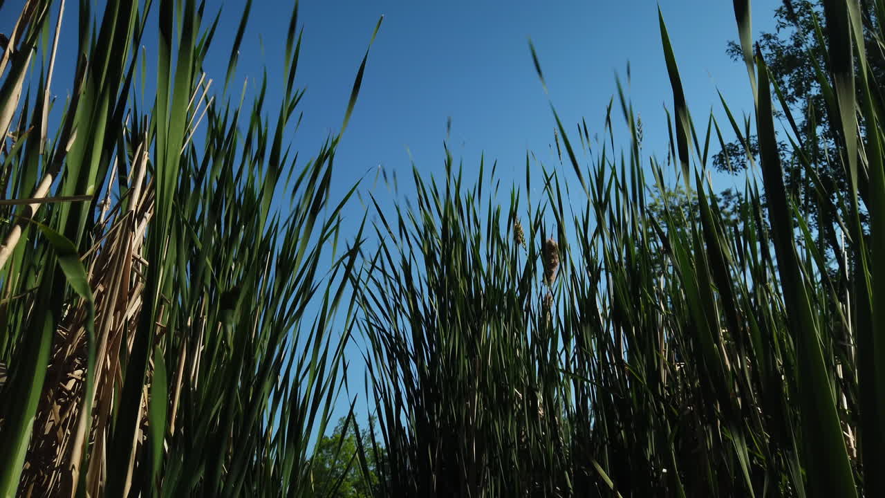 foto ancha con inclinación lenta hacia el nivel del agua que muestra bulrushes y hábitat de estanque de mirlo en primavera
