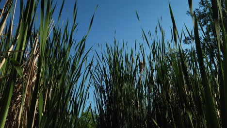 wide shot with slow tilt down to water level showing bulrushes and blackbird pond habitat in springtime