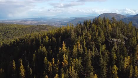 flying over a hill filled with larch trees at beginning of fall, drone shot