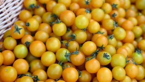 Locally-grown-cheery-tomatoes-are-showcased-and-offered-for-sale-during-the-agriculture-festival-in-the-UAE