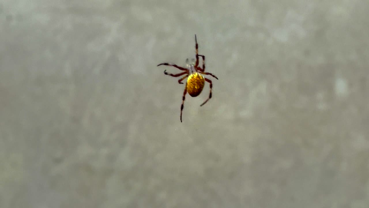 primer plano de una araña que se sube lentamente formando una red en una toma aislada en el momento de halloween