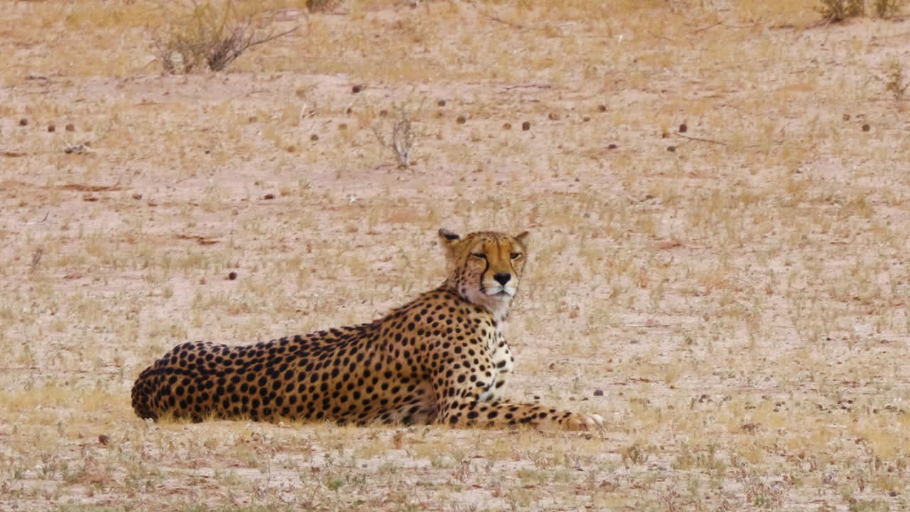 hermoso guepardo descansando y acostado en el campo en el calor del día en sudáfrica