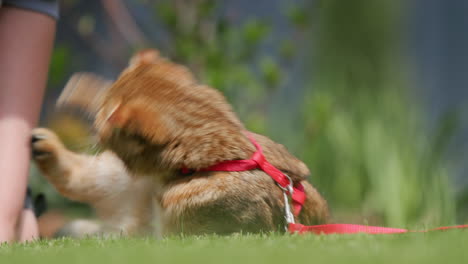 a woman is playing with her cat. the pet lies on a green lawn on the back door of the house